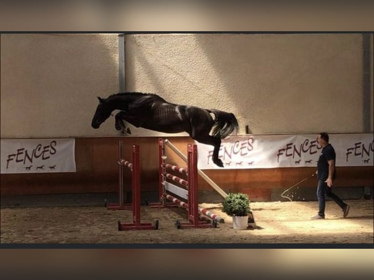 Selle Français Giumenta 3 Anni 164 cm Sauro ciliegia in Quincey