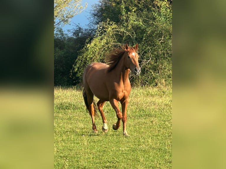 Selle Français Giumenta 3 Anni 164 cm Sauro ciliegia in Quincey