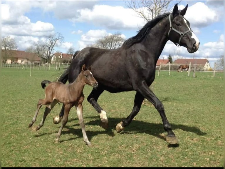 Selle Français Giumenta 3 Anni 164 cm Sauro ciliegia in Quincey