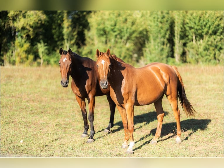 Selle Français Giumenta 3 Anni 164 cm Sauro ciliegia in Quincey