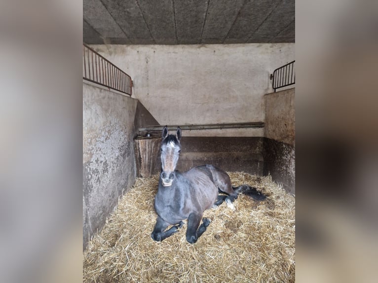 Selle Français Mix Giumenta 3 Anni 172 cm Grigio in Nancy