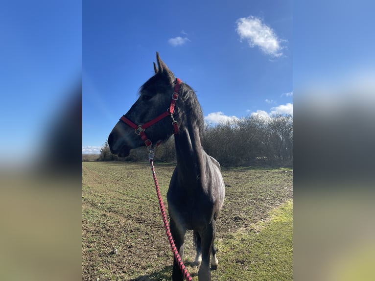 Selle Français Mix Giumenta 3 Anni 172 cm Grigio in Nancy