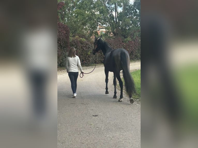 Selle Français Mix Giumenta 3 Anni 172 cm Grigio in Nancy