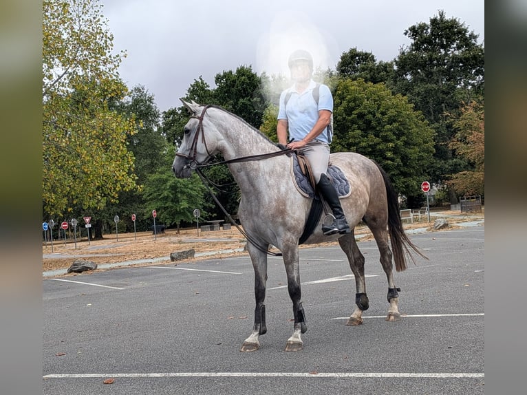 Selle Français Giumenta 4 Anni 162 cm Grigio in Savenay