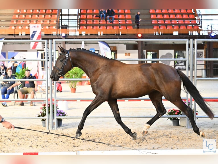 Selle Français Giumenta 4 Anni 163 cm Morello in MARZY