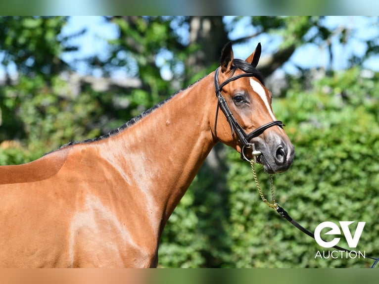 Selle Français Giumenta 4 Anni 164 cm Baio in Saint-Pierre-de-Coutances