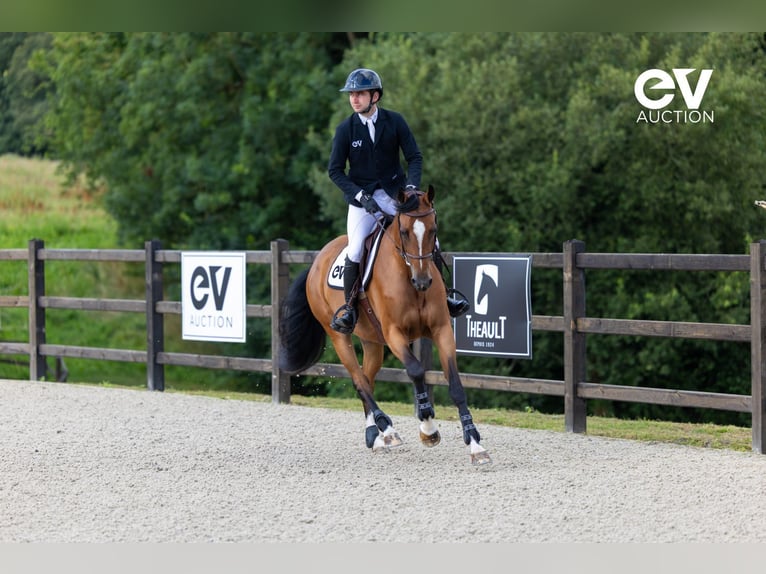 Selle Français Giumenta 4 Anni 164 cm Baio in Saint-Pierre-de-Coutances