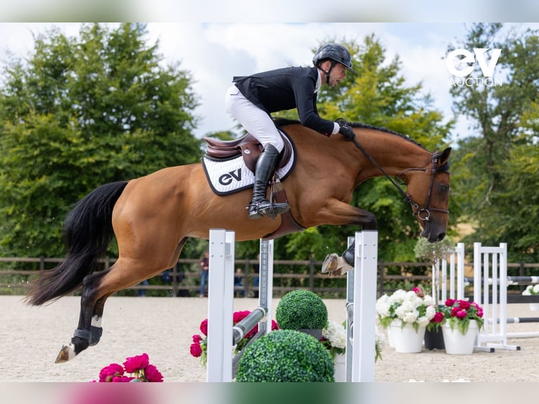 Selle Français Giumenta 4 Anni 164 cm Baio in Saint-Pierre-de-Coutances