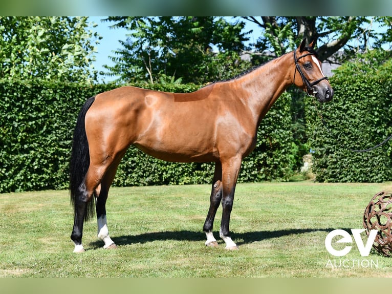Selle Français Giumenta 4 Anni 164 cm Baio in Saint-Pierre-de-Coutances