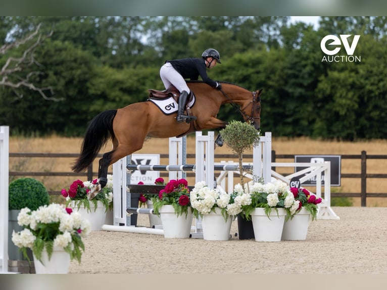 Selle Français Giumenta 4 Anni 164 cm Baio in Saint-Pierre-de-Coutances