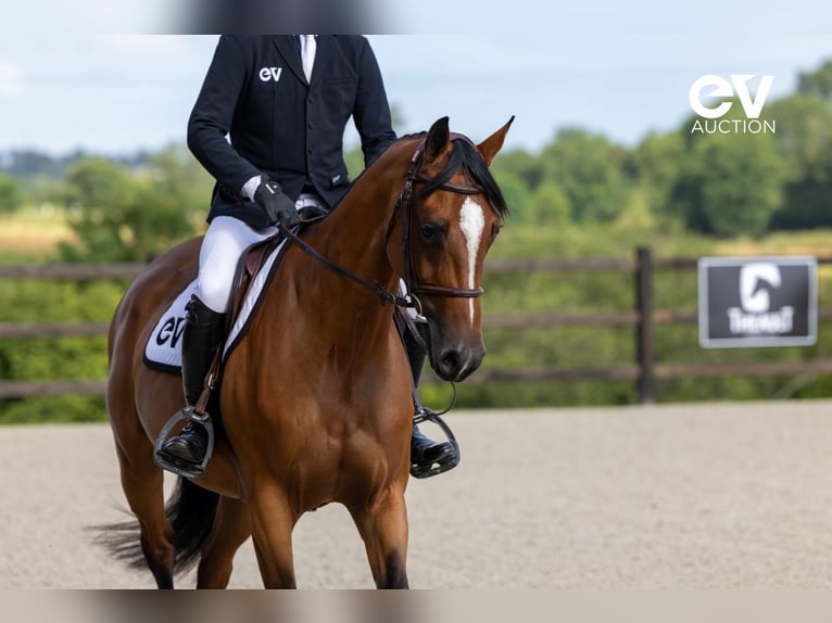 Selle Français Giumenta 4 Anni 164 cm Baio in Saint-Pierre-de-Coutances