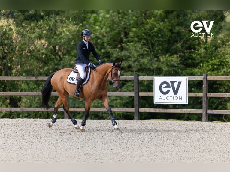 Selle Français Giumenta 4 Anni 164 cm Baio in Saint-Pierre-de-Coutances
