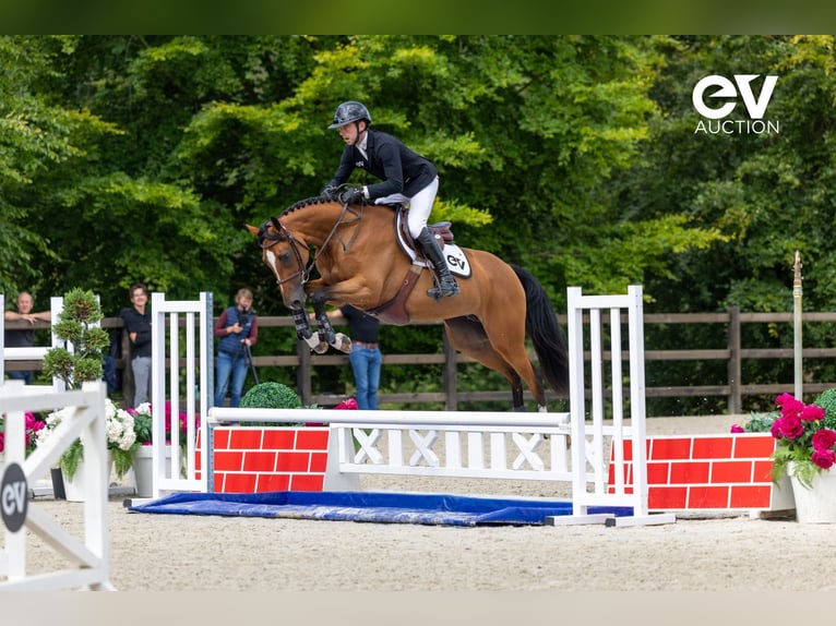 Selle Français Giumenta 4 Anni 164 cm Baio in Saint-Pierre-de-Coutances
