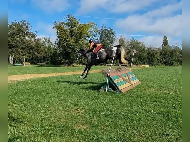 Selle Français Giumenta 4 Anni 165 cm Grigio in Moisdon-la-Riviere