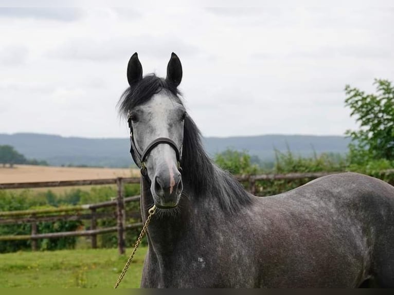 Selle Français Giumenta 4 Anni 165 cm Grigio in Moisdon-la-Riviere