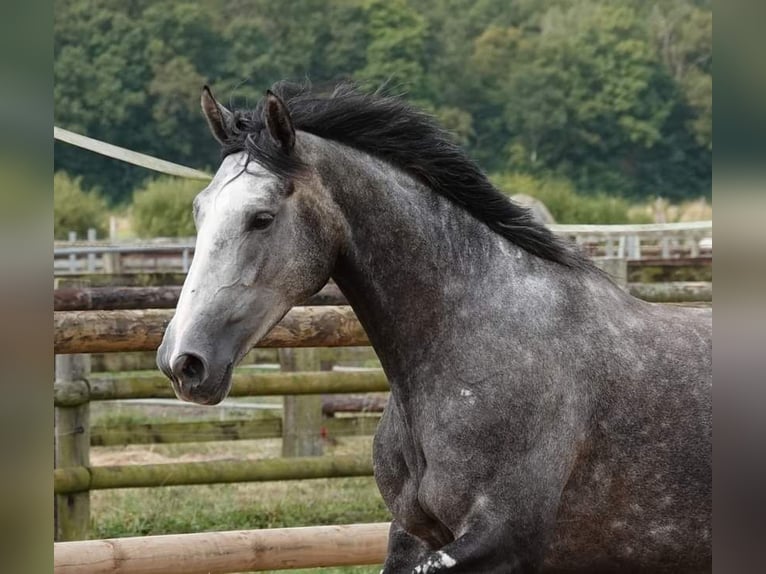 Selle Français Giumenta 4 Anni 165 cm Grigio in Moisdon-la-Riviere