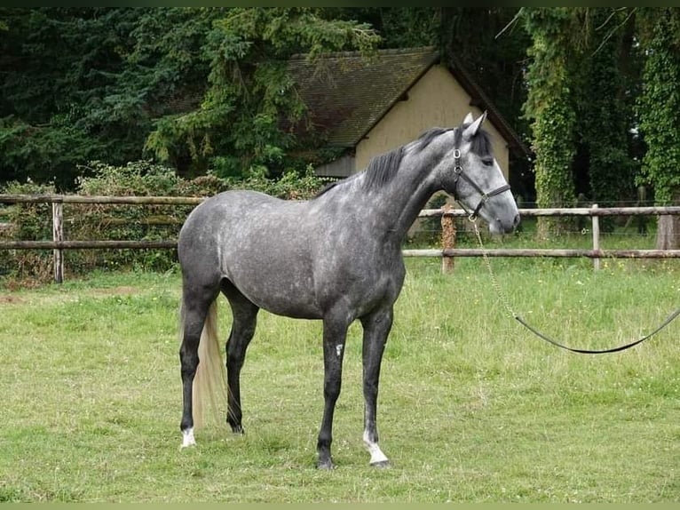 Selle Français Giumenta 4 Anni 165 cm Grigio in Moisdon-la-Riviere