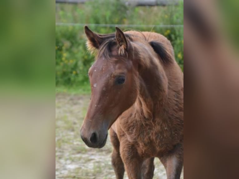 Selle Français Giumenta 4 Anni Baio in La Chapelle en Juger, Basse-Normandie