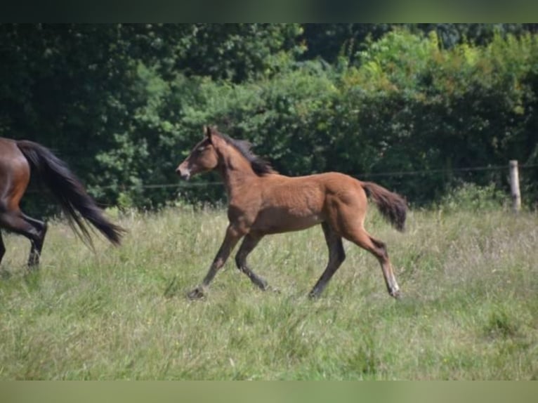 Selle Français Giumenta 4 Anni Baio in La Chapelle en Juger, Basse-Normandie