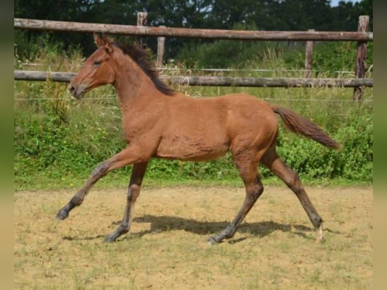 Selle Français Giumenta 4 Anni Baio in La Chapelle en Juger, Basse-Normandie