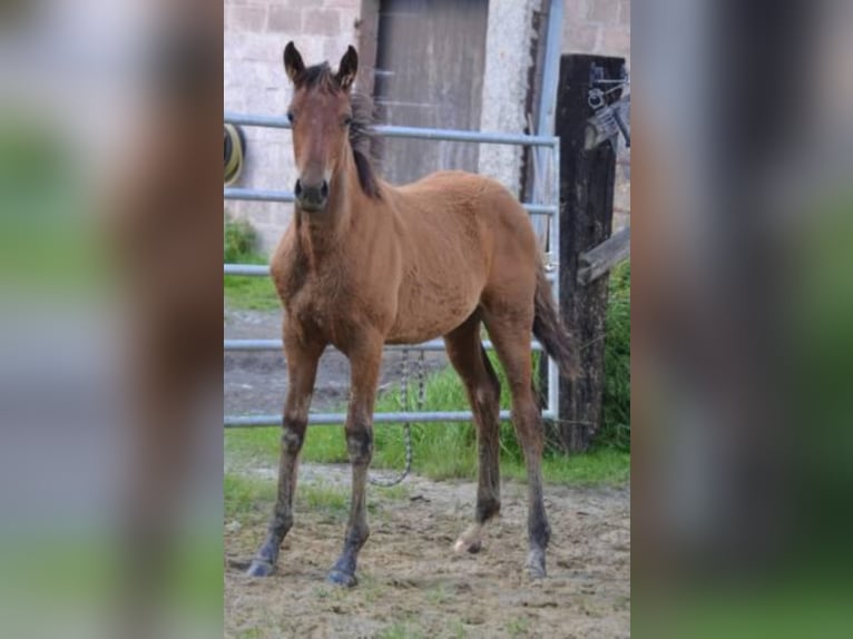 Selle Français Giumenta 4 Anni Baio in La Chapelle en Juger, Basse-Normandie