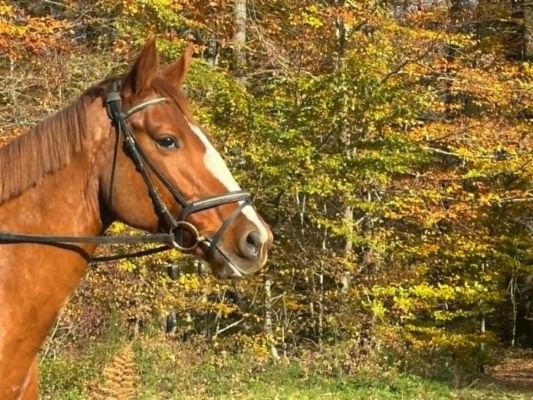 Selle Français Giumenta 5 Anni 163 cm Sauro in charolles