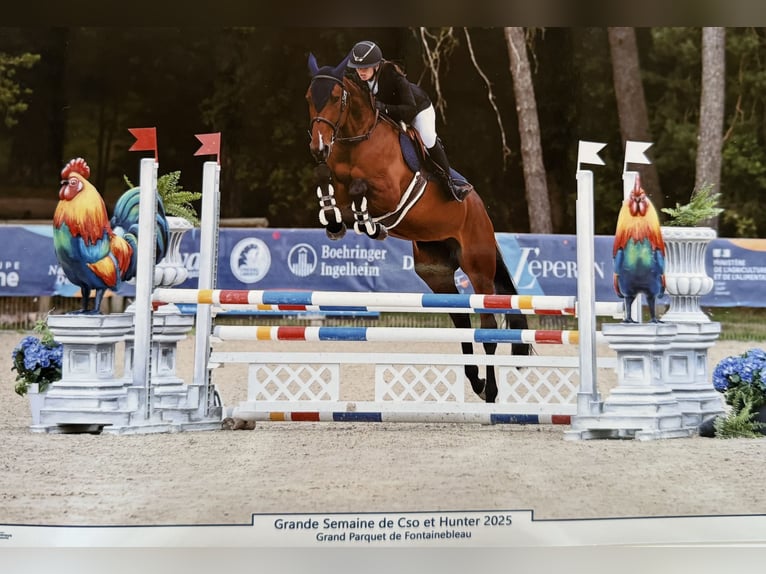 Selle Français Giumenta 5 Anni 164 cm Baio in Saint cyr les vignes