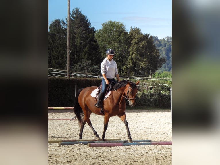 Selle Français Giumenta 5 Anni 167 cm Baio in Soleymieu