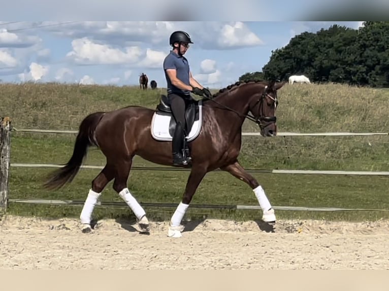 Selle Français Giumenta 5 Anni 175 cm Sauro ciliegia in Puurs Sint Amands