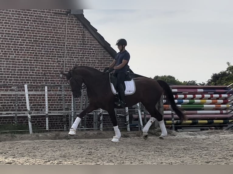 Selle Français Giumenta 5 Anni 175 cm Sauro ciliegia in Puurs Sint Amands