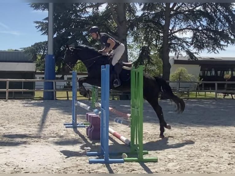 Selle Français Giumenta 5 Anni in Pouille