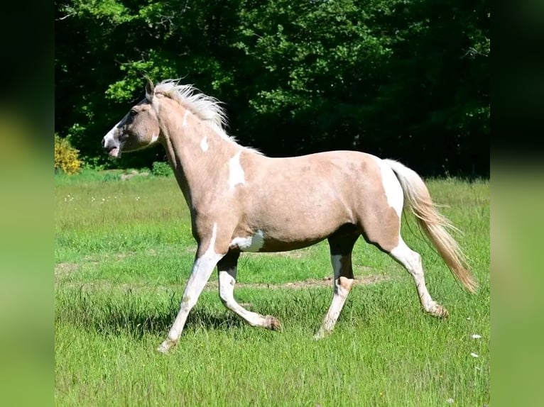 Selle Français Giumenta 6 Anni 154 cm Falbo in Bordeaux