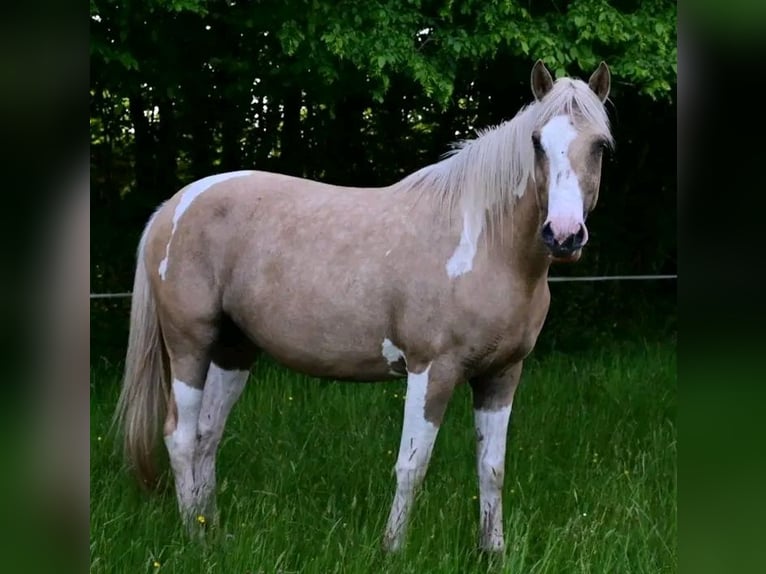 Selle Français Giumenta 6 Anni 154 cm Falbo in Bordeaux