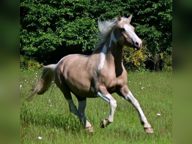 Selle Français Giumenta 6 Anni 154 cm Falbo in Bordeaux