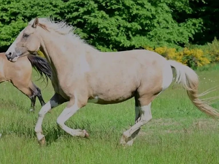 Selle Français Giumenta 6 Anni 154 cm Falbo in Bordeaux
