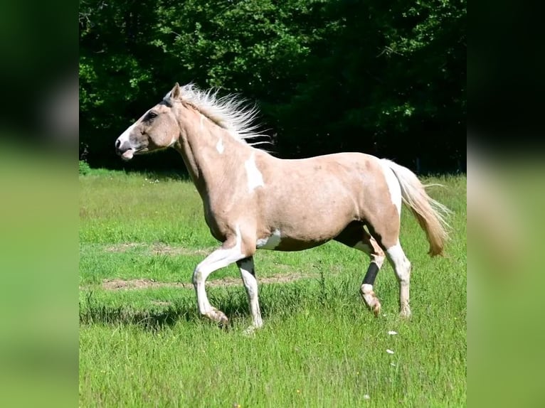 Selle Français Giumenta 6 Anni 154 cm Falbo in Bordeaux