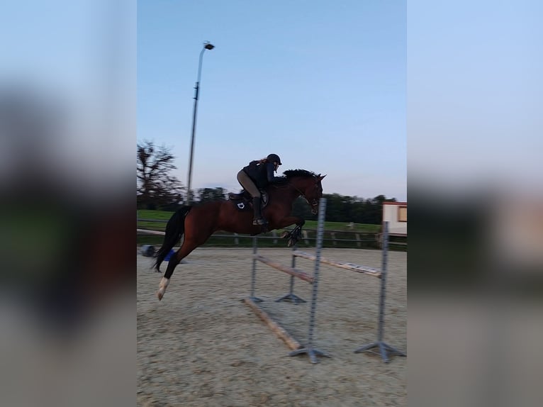 Selle Français Giumenta 6 Anni 164 cm Baio in Rambervillers