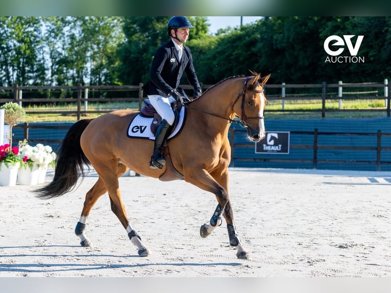 Selle Français Giumenta 6 Anni 165 cm Baio in Saint-Pierre-de-Coutances