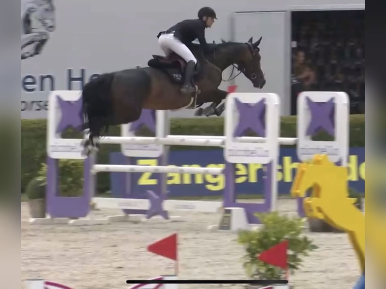 Selle Français Giumenta 6 Anni 166 cm Baio scuro in Zutendaal