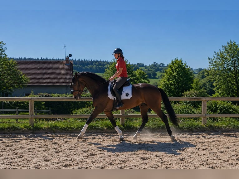 Selle Français Giumenta 6 Anni 167 cm Baio in Saône et Loire