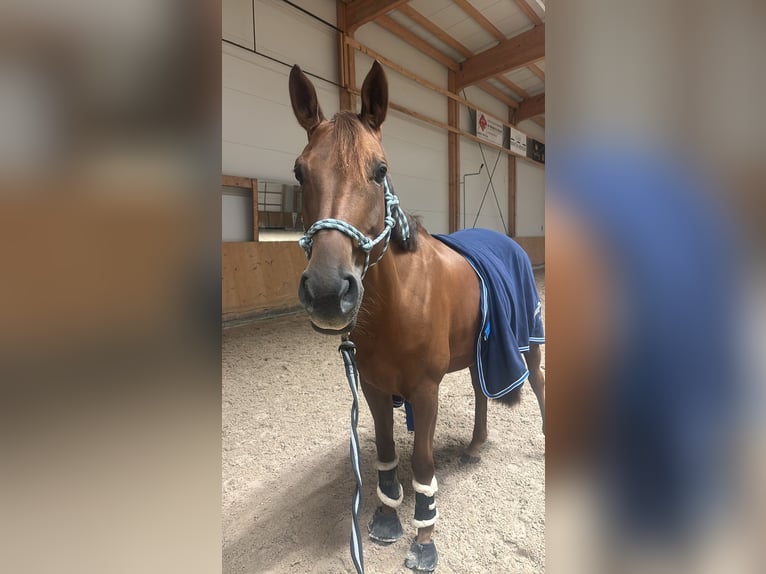 Selle Français Giumenta 6 Anni 167 cm Sauro ciliegia in Bassecourt