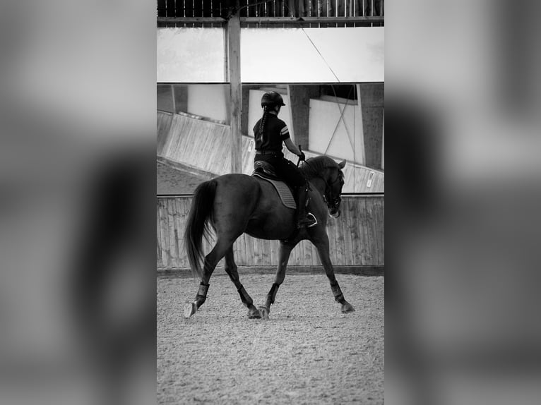 Selle Français Giumenta 6 Anni 170 cm Sauro in Soual