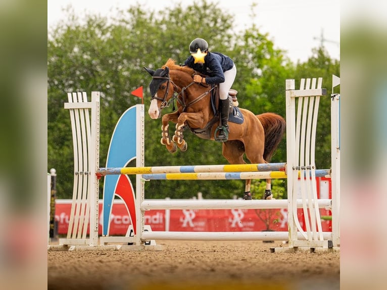 Selle Français Giumenta 7 Anni 137 cm Sauro in Burgos