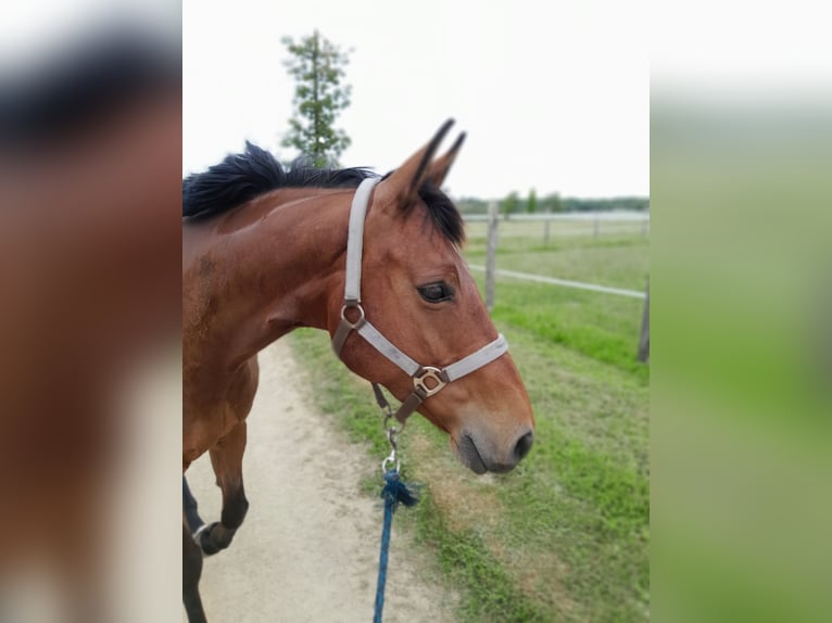 Selle Français Giumenta 7 Anni 162 cm Baio in Les landes genusson