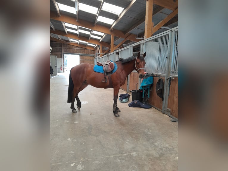 Selle Français Giumenta 7 Anni 162 cm Baio in Les landes genusson