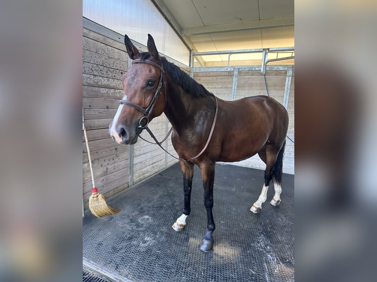 Selle Français Giumenta 7 Anni 164 cm Baio ciliegia in Apples