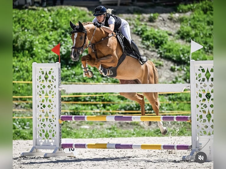 Selle Français Giumenta 7 Anni 164 cm  in Wiesendangen