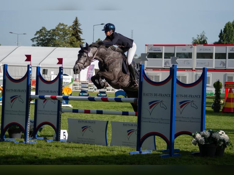 Selle Français Giumenta 7 Anni 164 cm Grigio in Aulnoye-Aymeriesies