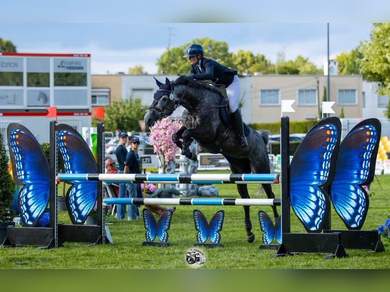 Selle Français Giumenta 7 Anni 164 cm Grigio in Aulnoye-Aymeriesies