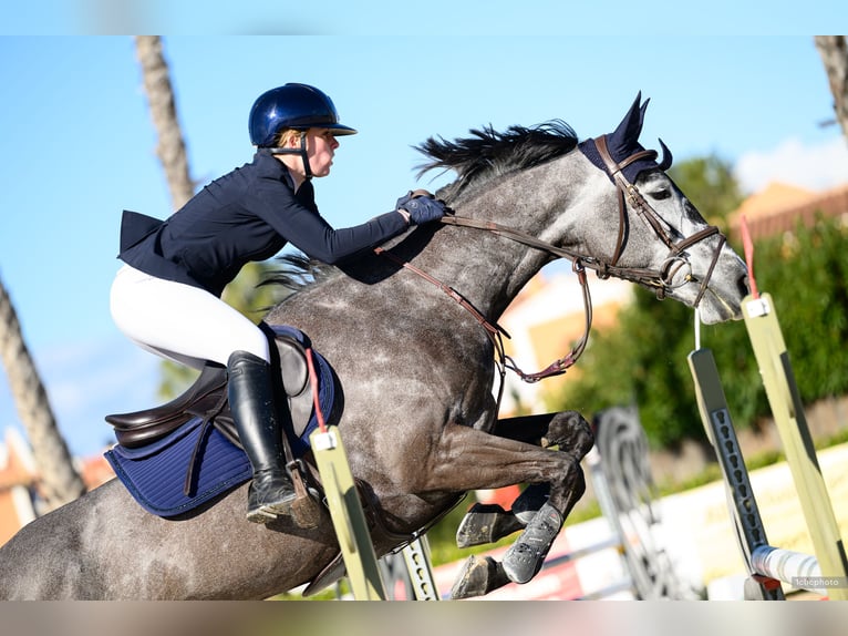 Selle Français Giumenta 7 Anni 164 cm Grigio in Aulnoye-Aymeriesies